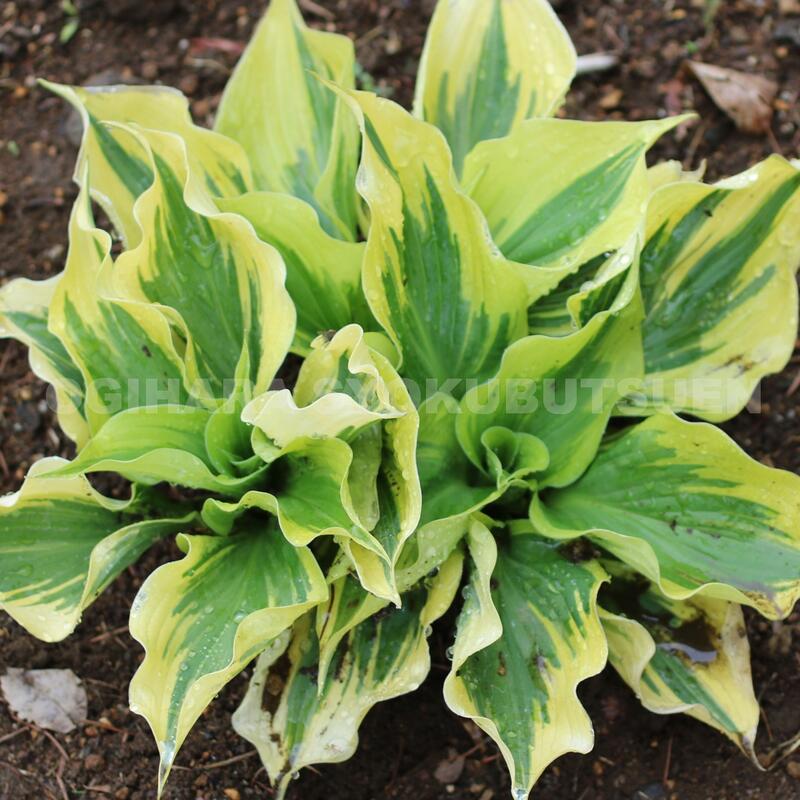 楽天市場 ギボウシ ホスタ ペイズリー ボーダー おぎはら植物園
