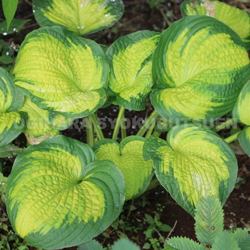 ホスタ　ギボウシ　エメラルドセプター　抜き苗⑤ 楽天市場】ギボウシ（ホスタ）'エメラルド セプター' : おぎはら