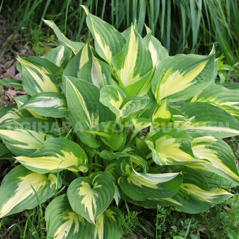 楽天市場】ギボウシ 苗 エメラルドティアラ 4号 ホスタ 擬宝珠