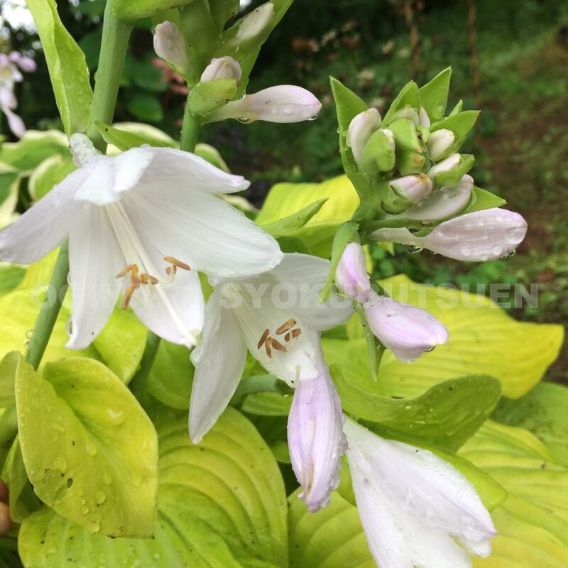 楽天市場 ギボウシ ホスタ トルティーヤ チップ おぎはら植物園