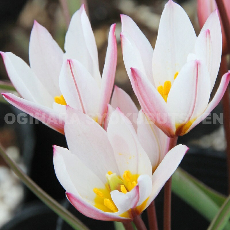 たぬきち様 フリチラリアペルシカ2球 ネプスキアヌム2球