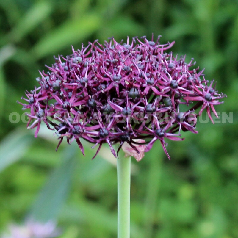 シューベルティ 確認用アリウム 球根 楽天市場】【球根販売】アリウム シューベルティ【1球入り】 : お