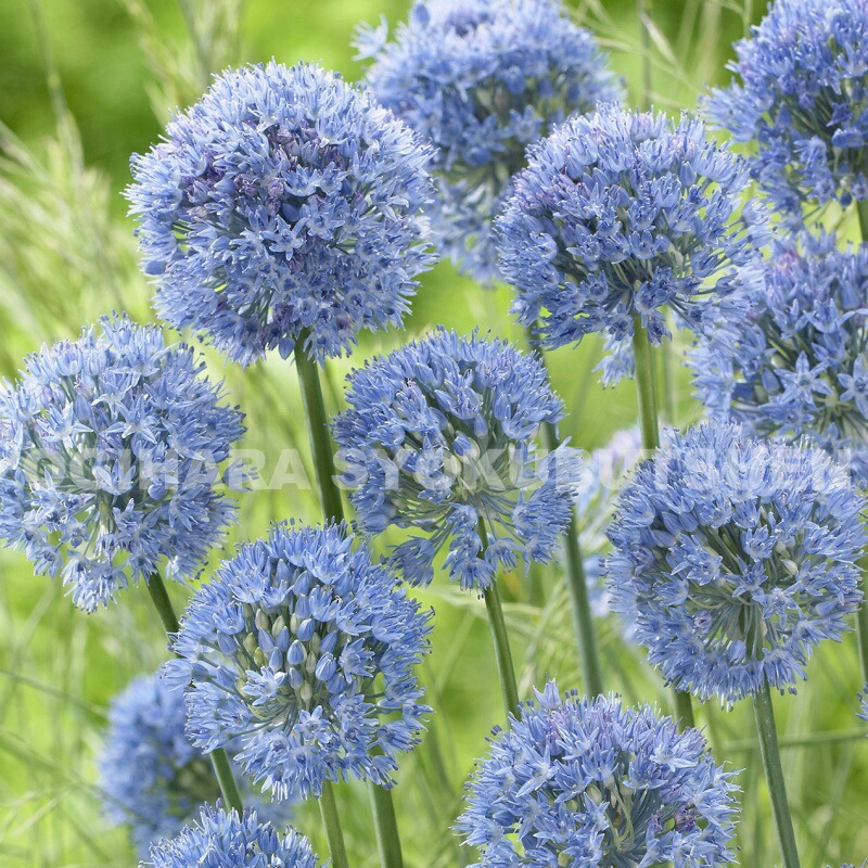 たぬきち様 フリチラリアペルシカ2球 ネプスキアヌム2球