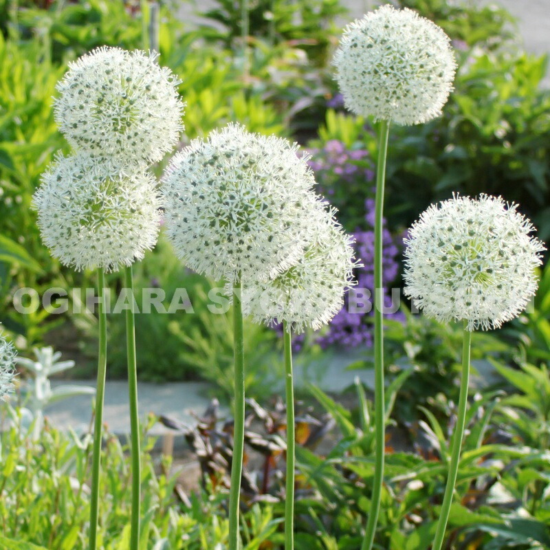 シューベルティ 確認用アリウム 球根 アリウム シューベルティ 球根 1球 - メルカリ