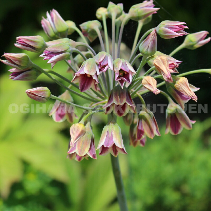 シューベルティ 確認用アリウム 球根 アリウム シューベルティ 球根 1球 - メルカリ