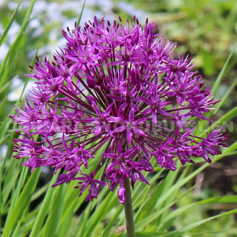 ギガンチューム球根 40個 ギガンチューム球根 40個 楽天市場】アリウム ギガンチューム 球根L