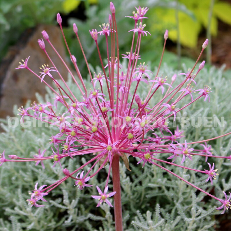 楽天市場】【花球根】アリウム シューベルティ 1球入 カネコ種苗