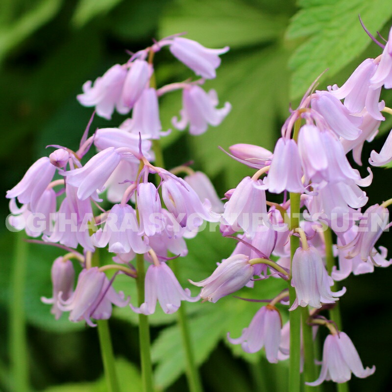 たぬきち様　フリチラリアペルシカ２球　ネプスキアヌム2球　カラタビエンセ2球 たぬきち様 フリチラリアペルシカ2球 ネプスキアヌム2球