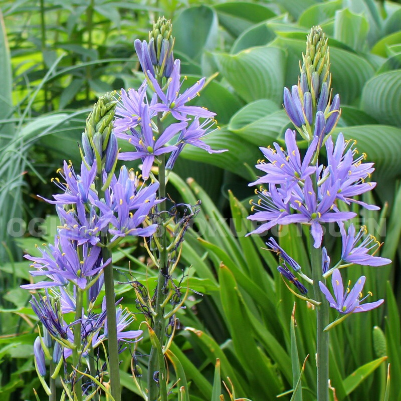 たぬきち様　フリチラリアペルシカ２球　ネプスキアヌム2球　カラタビエンセ2球 楽天市場】【球根販売】 フリチラリア ペルシカ【1球入り】 : お