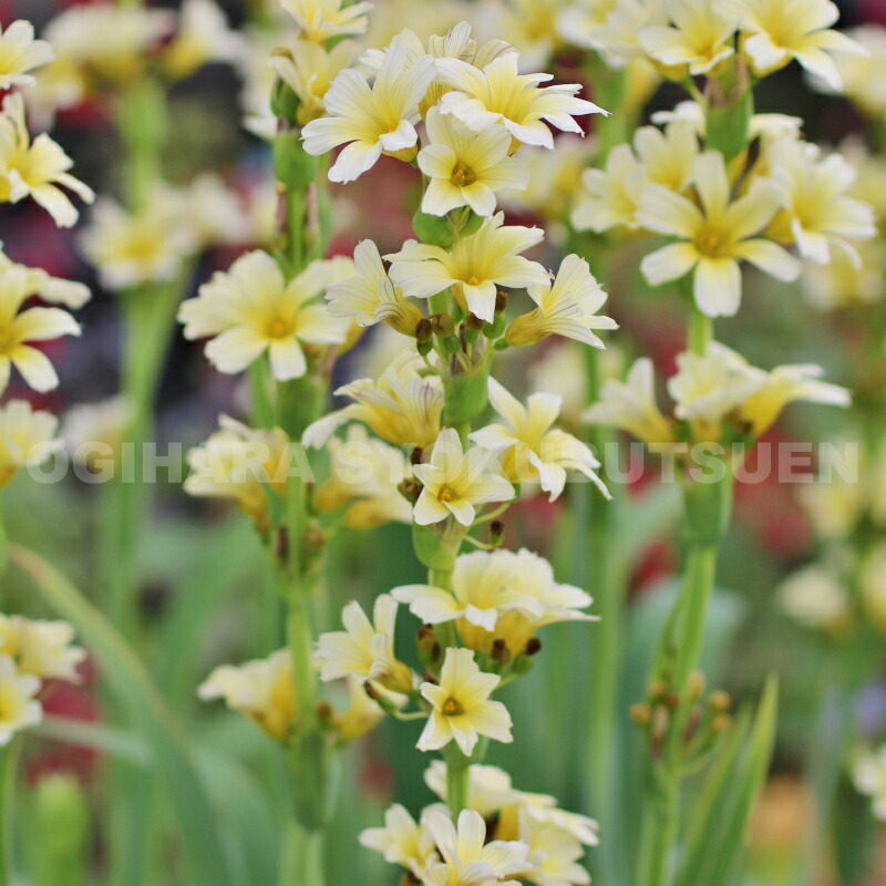 楽天市場 庭セキショウ シシリンチューム ストリアタム おぎはら植物園