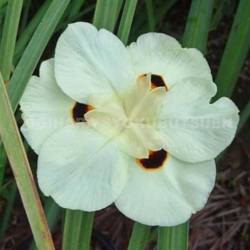 楽天市場】カンナ 'シュトゥットガルト' : おぎはら植物園