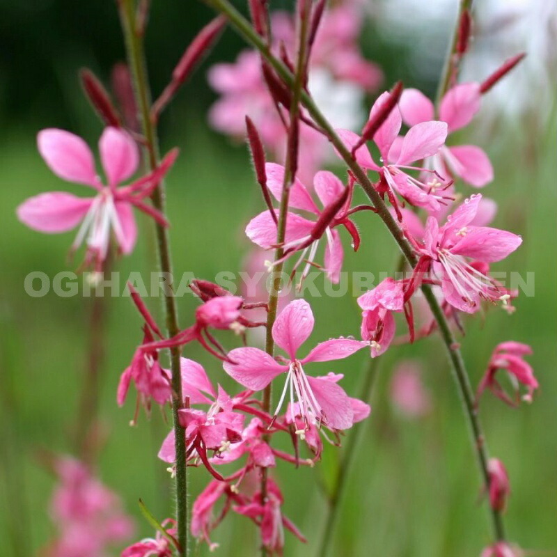 楽天市場】白蝶草 苗木 ピンク&白 9cmポット苗×2ポット ガウラ 苗 が