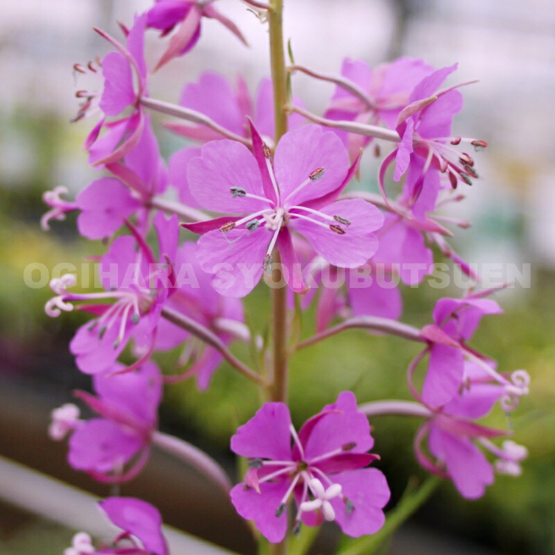 楽天市場】オキシペタラム 'ローズスター' : おぎはら植物園