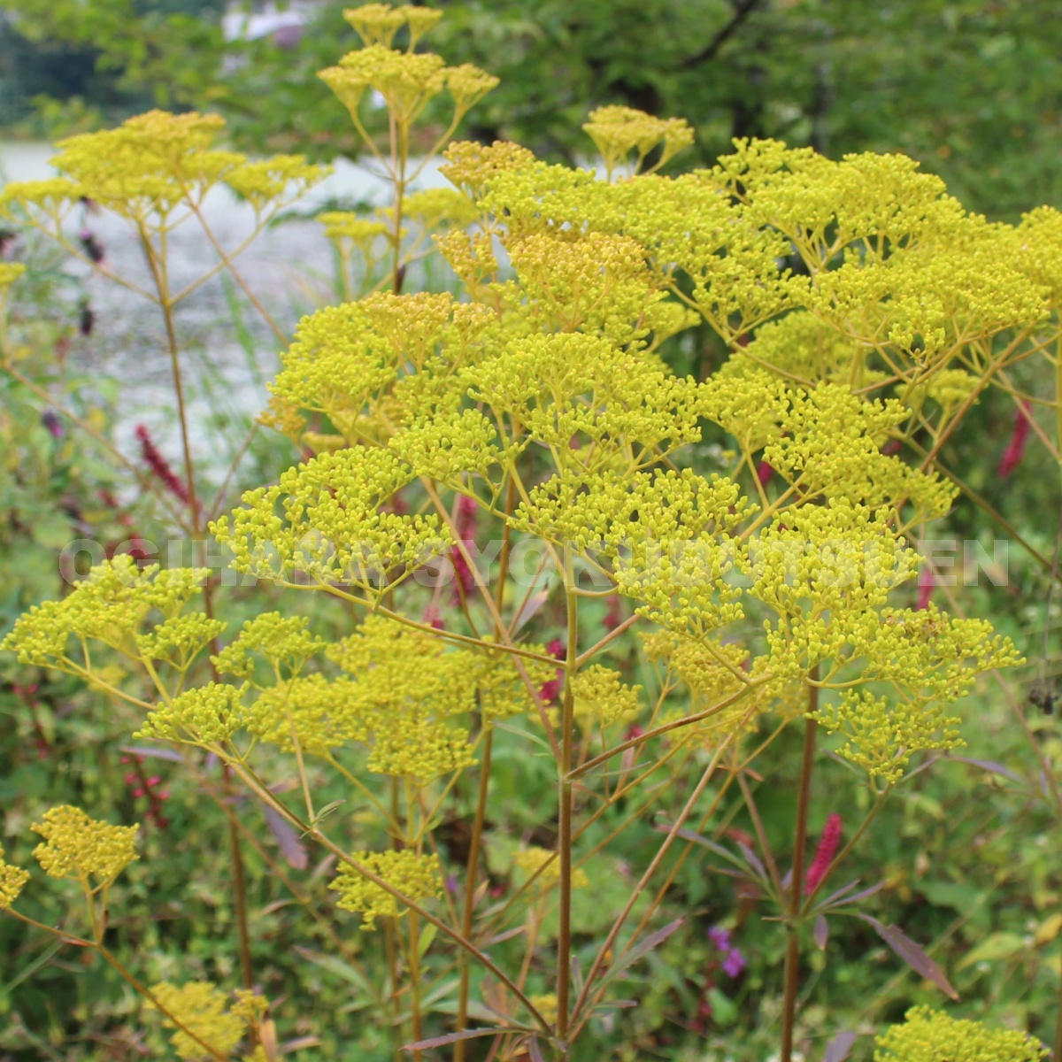 楽天市場 カンナ オーストラリア おぎはら植物園