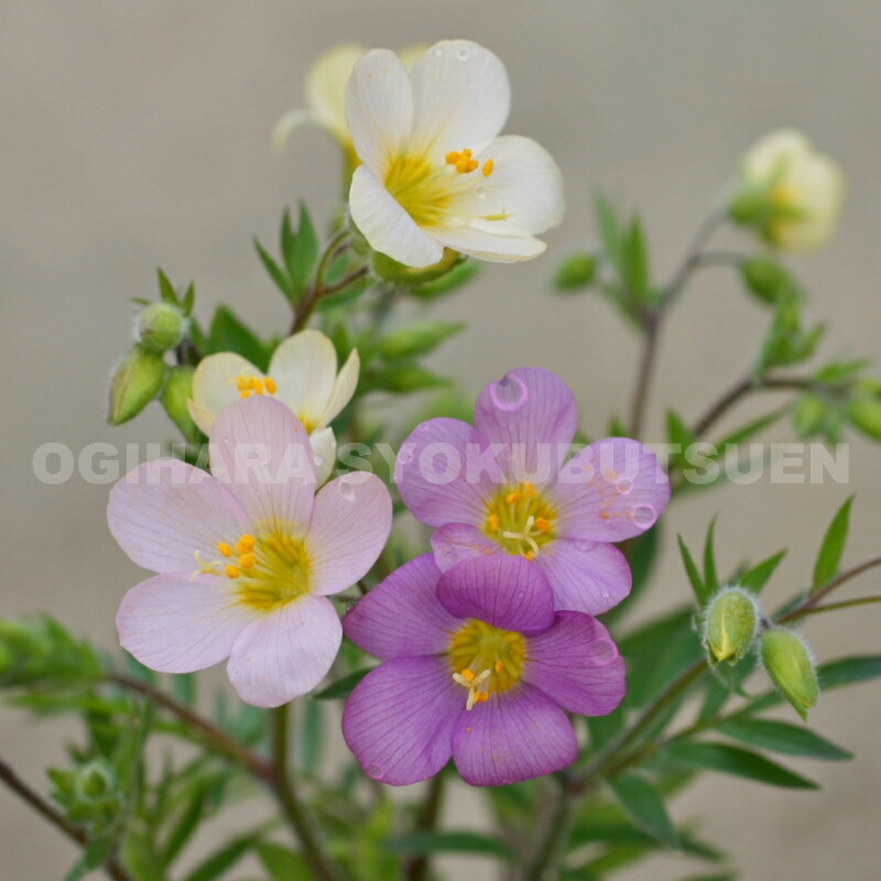 楽天市場】二輪草（ニリンソウ）【新苗】 : おぎはら植物園