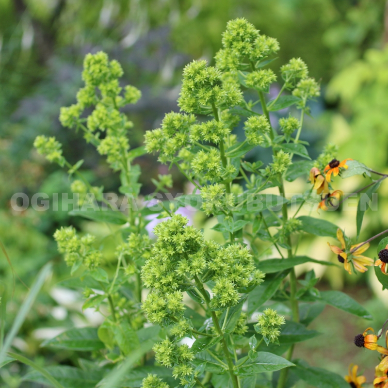 楽天市場】宿根フロックス 斑入り葉ピンク系 エリザベス 3.5号苗