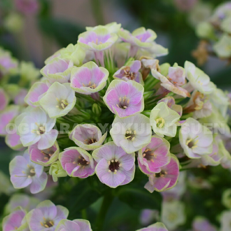 楽天市場】宿根フロックス 'エリザベス' : おぎはら植物園