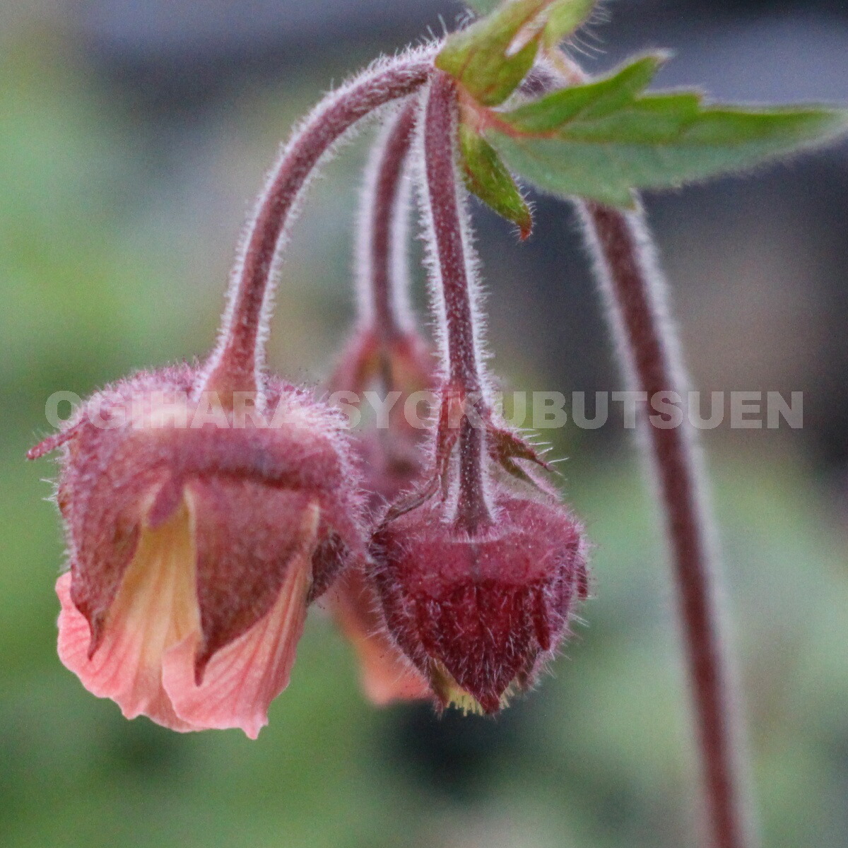楽天市場 ゲウム マイタイ おぎはら植物園