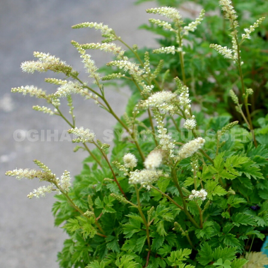 楽天市場】ペラルゴニウム オーストラーレ : おぎはら植物園