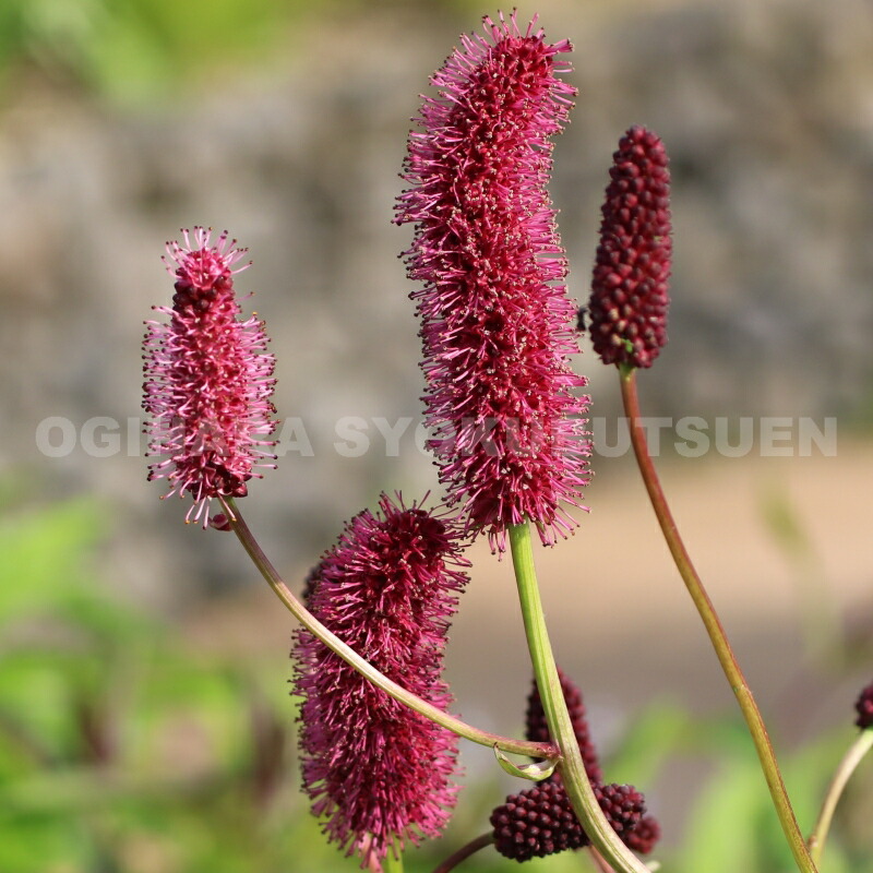 楽天市場】【球根販売】アリウム シューベルティ【1球入り】 : お