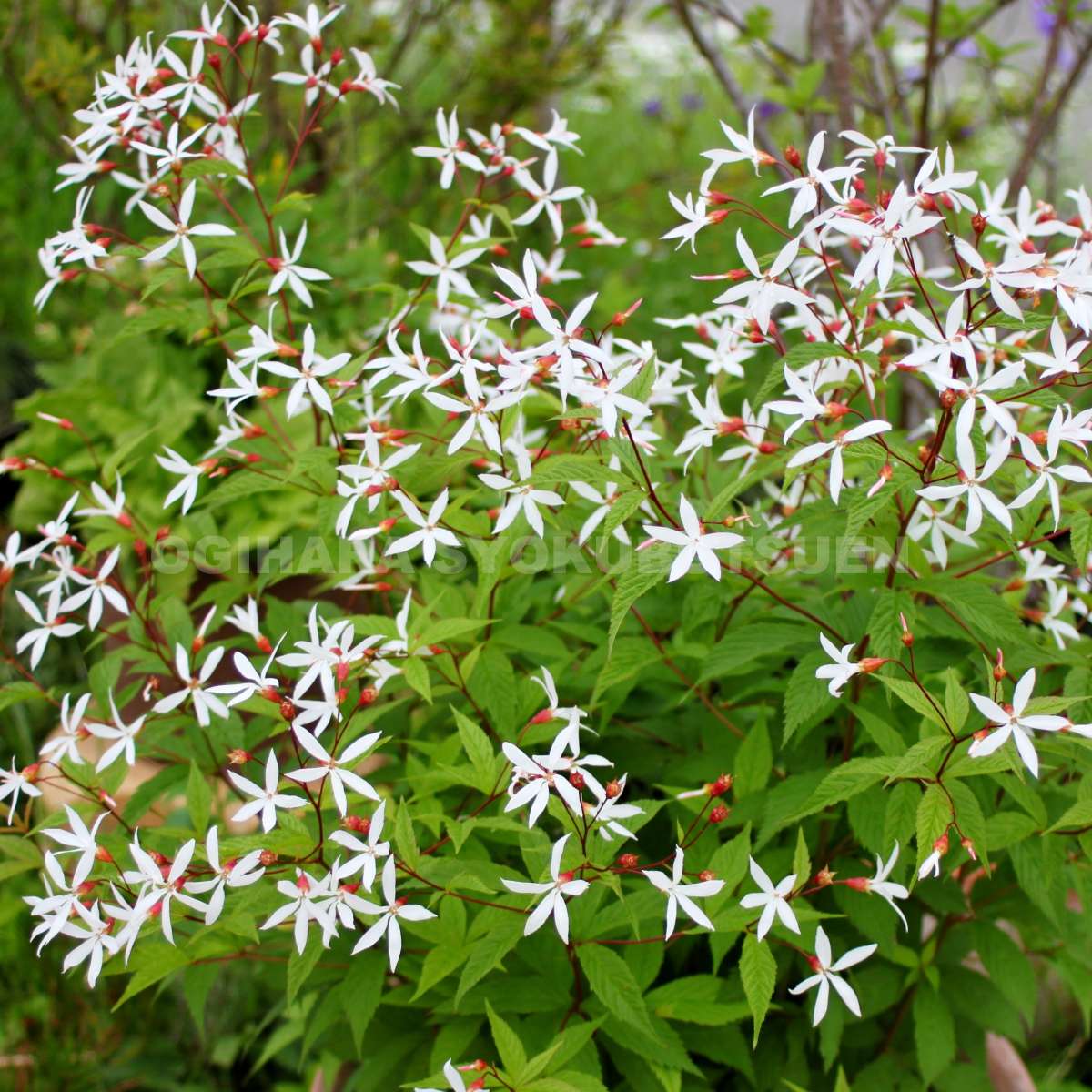 クピド 二輪草鉢植え クピド 二輪草鉢植え 楽天市場】二輪草 銀盃