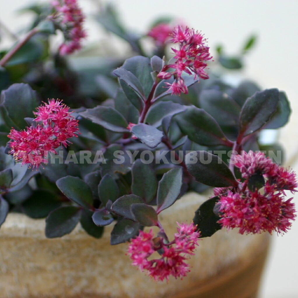 楽天市場】ミセバヤ[寒霞渓獅子] フギレ(深裂)葉 小上苗・珍品・花木