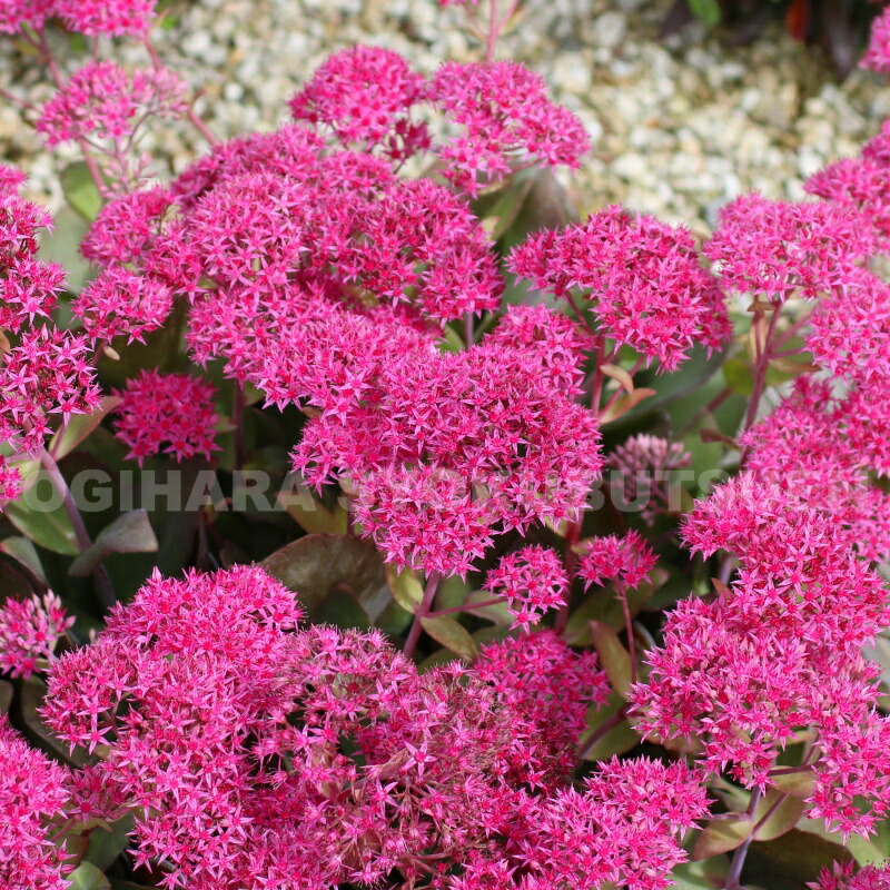 楽天市場】セダム（ベンケイソウ） 'ゼノックス' : おぎはら植物園