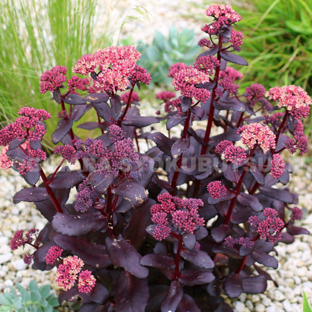 楽天市場】セダム（ベンケイソウ） 'ゼノックス' : おぎはら植物園