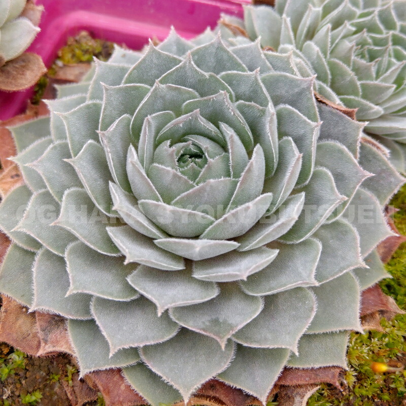 楽天市場】センペルビブム 'コマンダー ヘイ' : おぎはら植物園