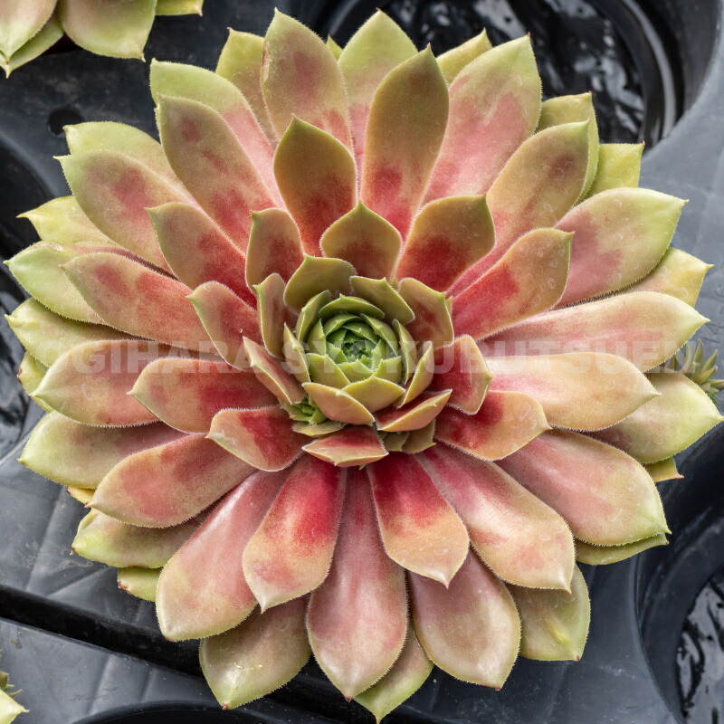 楽天市場】センペルビブム 'トリスティ' : おぎはら植物園