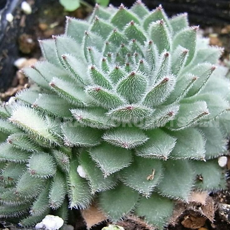 セダム(*´ω｀*)さん専用 セダム(*´ω｀*)さん専用 セダム(*´ω｀*)さん専用