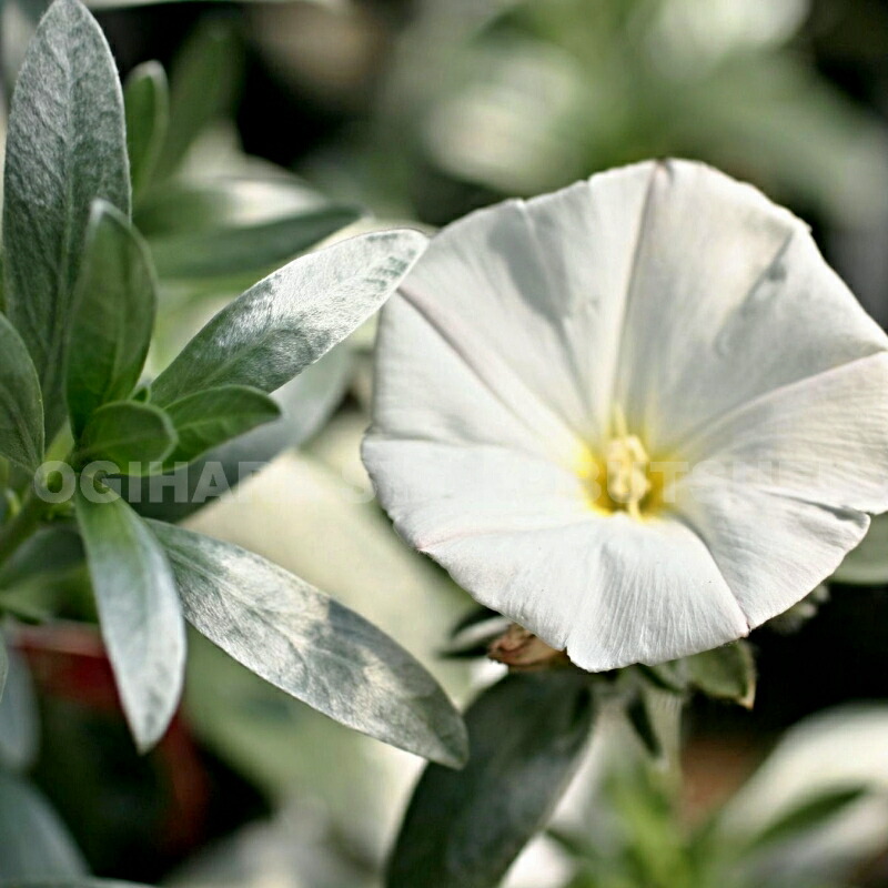 楽天市場】コンボルブルス ブルーカーペット 3号苗 : 千草園芸