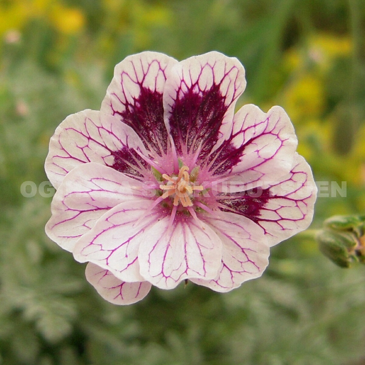 楽天市場 姫フウロ ナターシャ おぎはら植物園