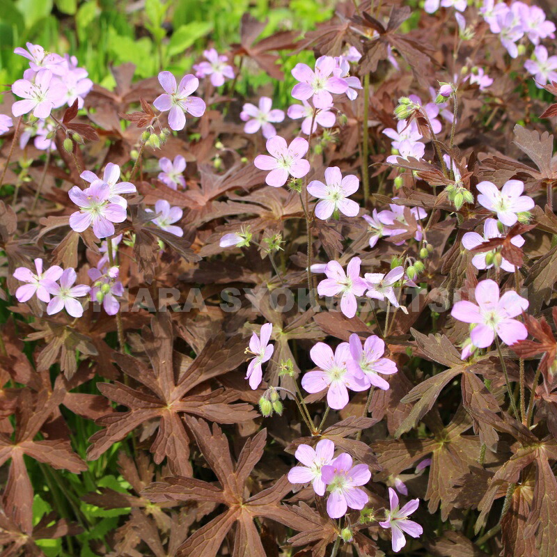 楽天市場】フウロソウ（ゲラニウム） ファエウム 'サモボル