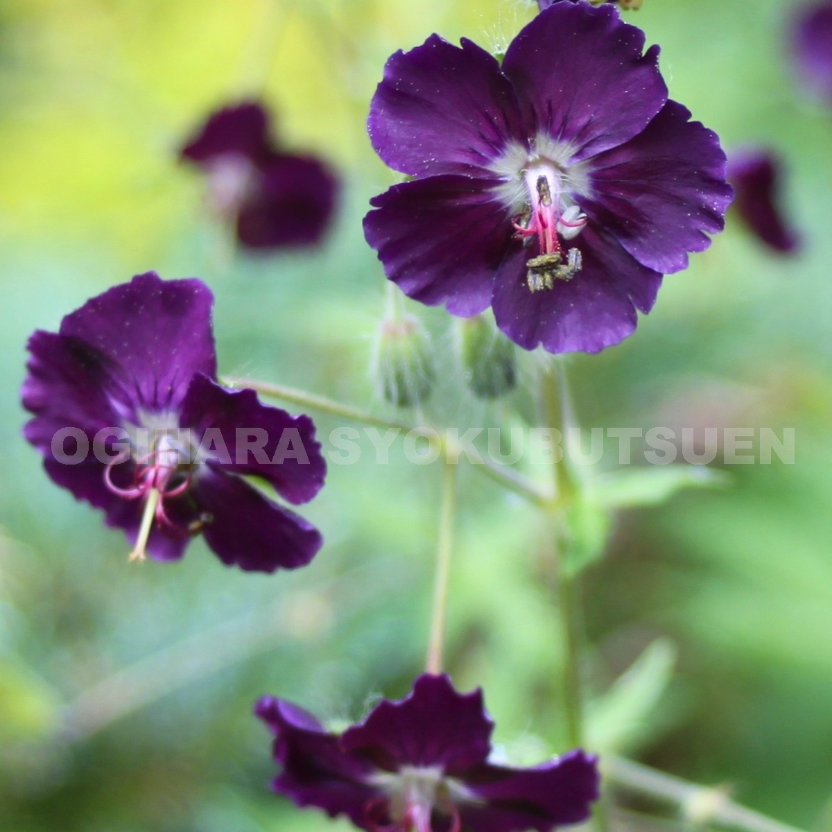 楽天市場 フウロ草 ゲラニウム ロザンネ おぎはら植物園