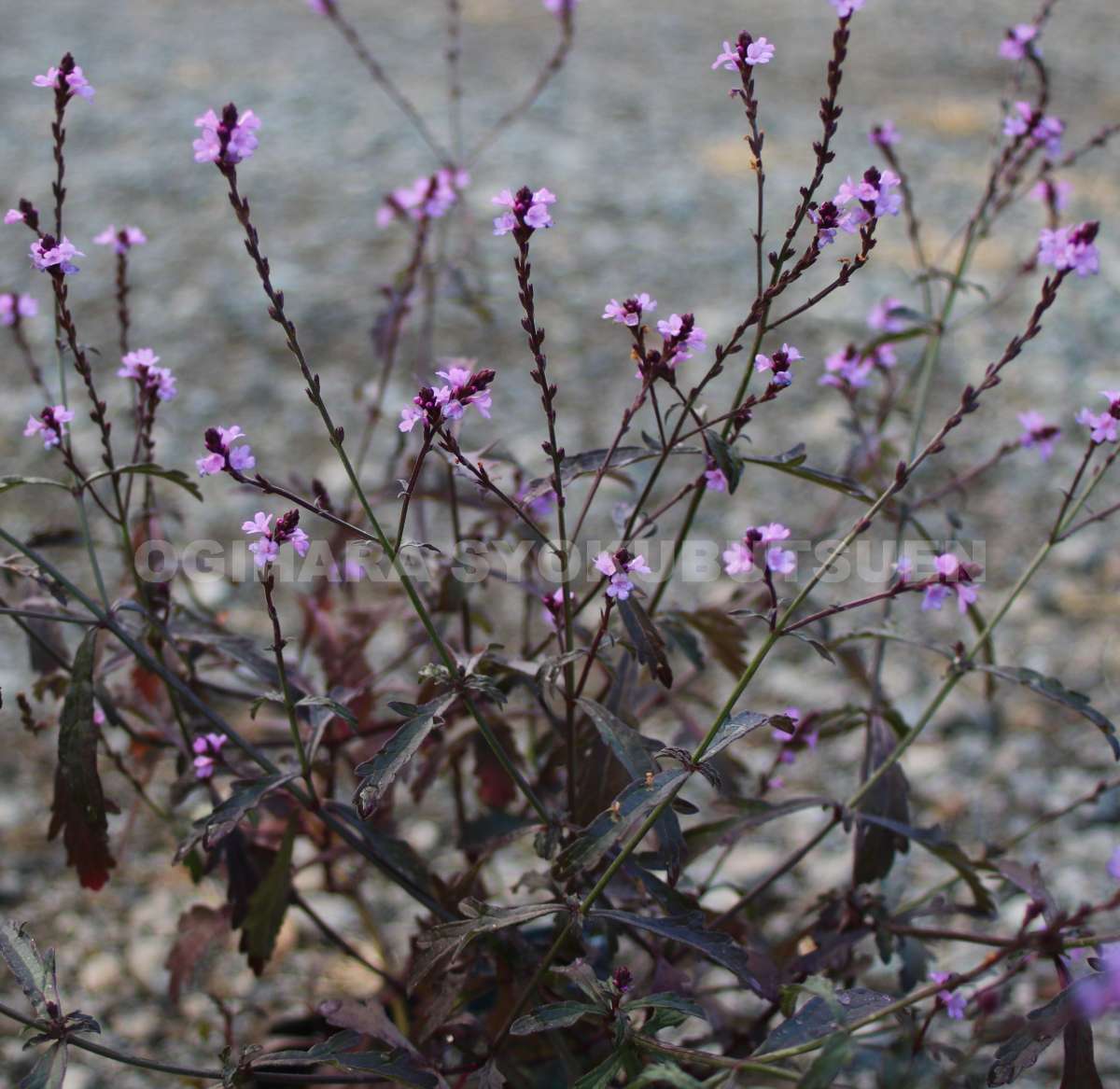 楽天市場 ユーパトリウム ピンク フロスト おぎはら植物園