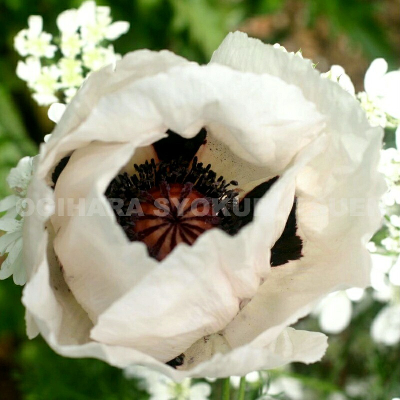 楽天市場】クレマチス アーマンディ 'アップル ブロッサム' 2年苗