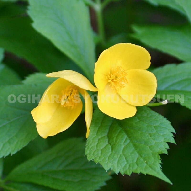 クピド　二輪草鉢植え クピド 二輪草鉢植え クピド 二輪草鉢植え 楽天市場】二輪草 銀盃