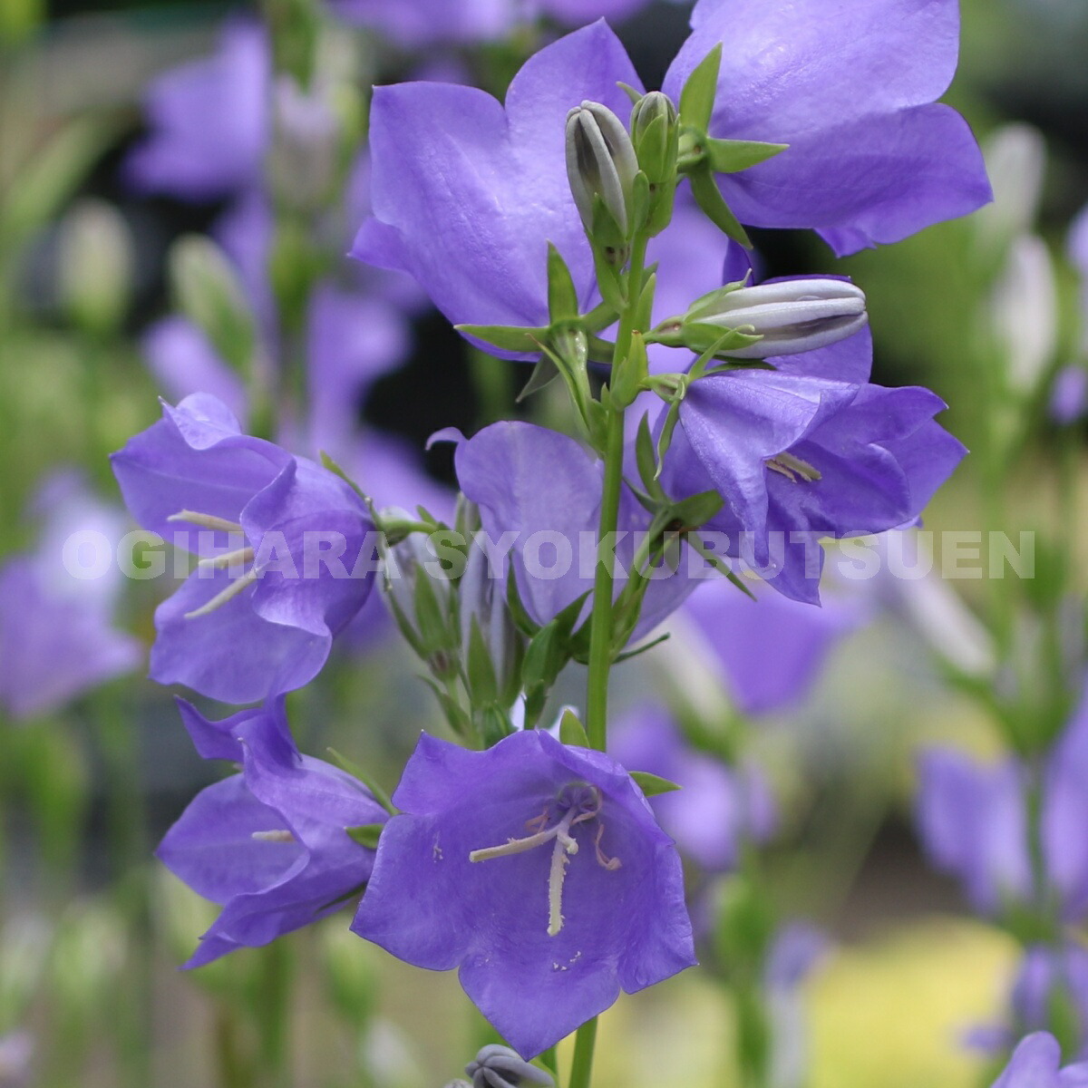 楽天市場 桃葉キキョウ カンパニュラ パーシフォリア おぎはら植物園