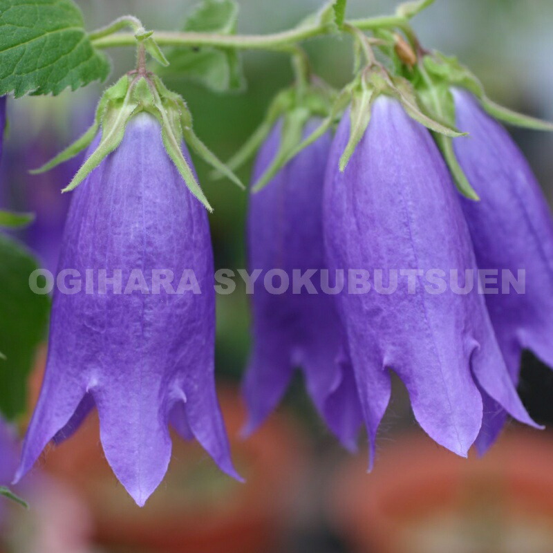 ホタルブクロ　ピンク　大小2苗 ホタルブクロ ピンク 大小2苗