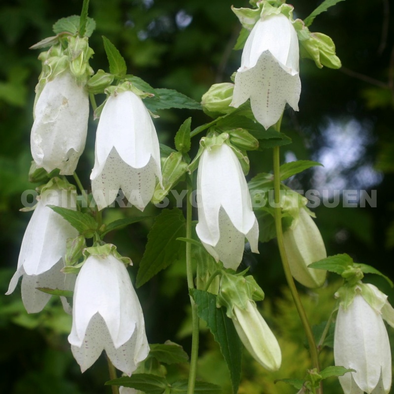 楽天市場】ホタルブクロ 'ピンク オクトパス' : おぎはら植物園
