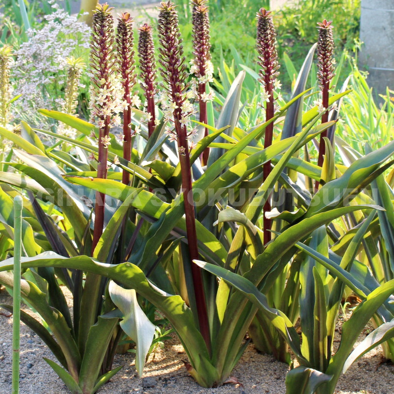 シューベルティ 確認用アリウム 球根 楽天市場】【球根販売】アリウム シューベルティ【1球入り】 : お