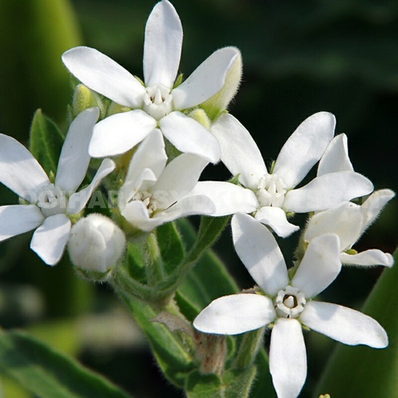 楽天市場】カンナ 'シュトゥットガルト' : おぎはら植物園
