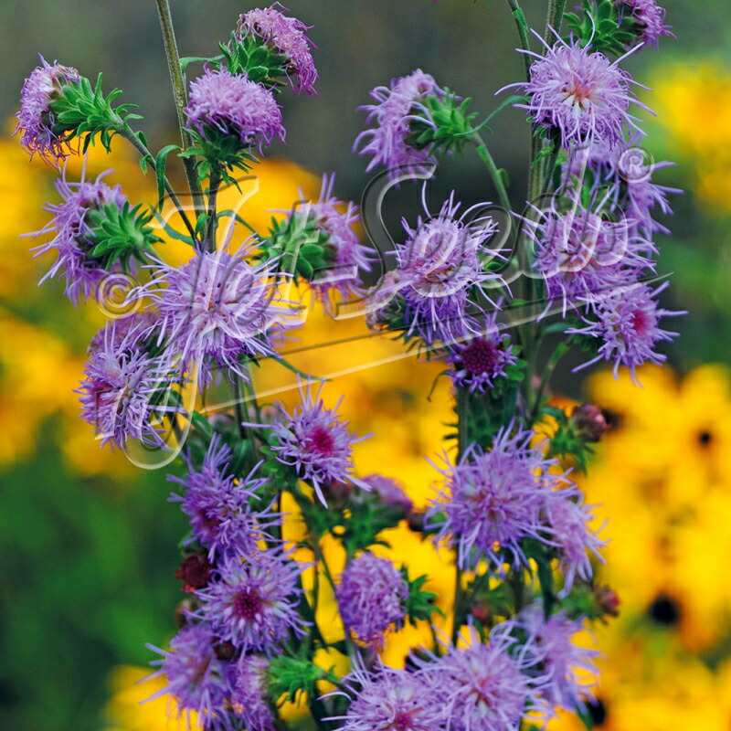 楽天市場】【送料無料】【現品】トリスリナックス