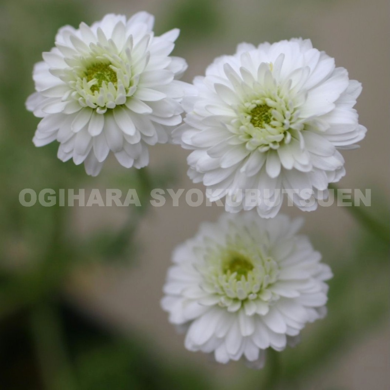 稀少 プリムラ'スージャービス' 株分苗　2株 稀少 プリムラ´スージャービス´ 株分苗 2株