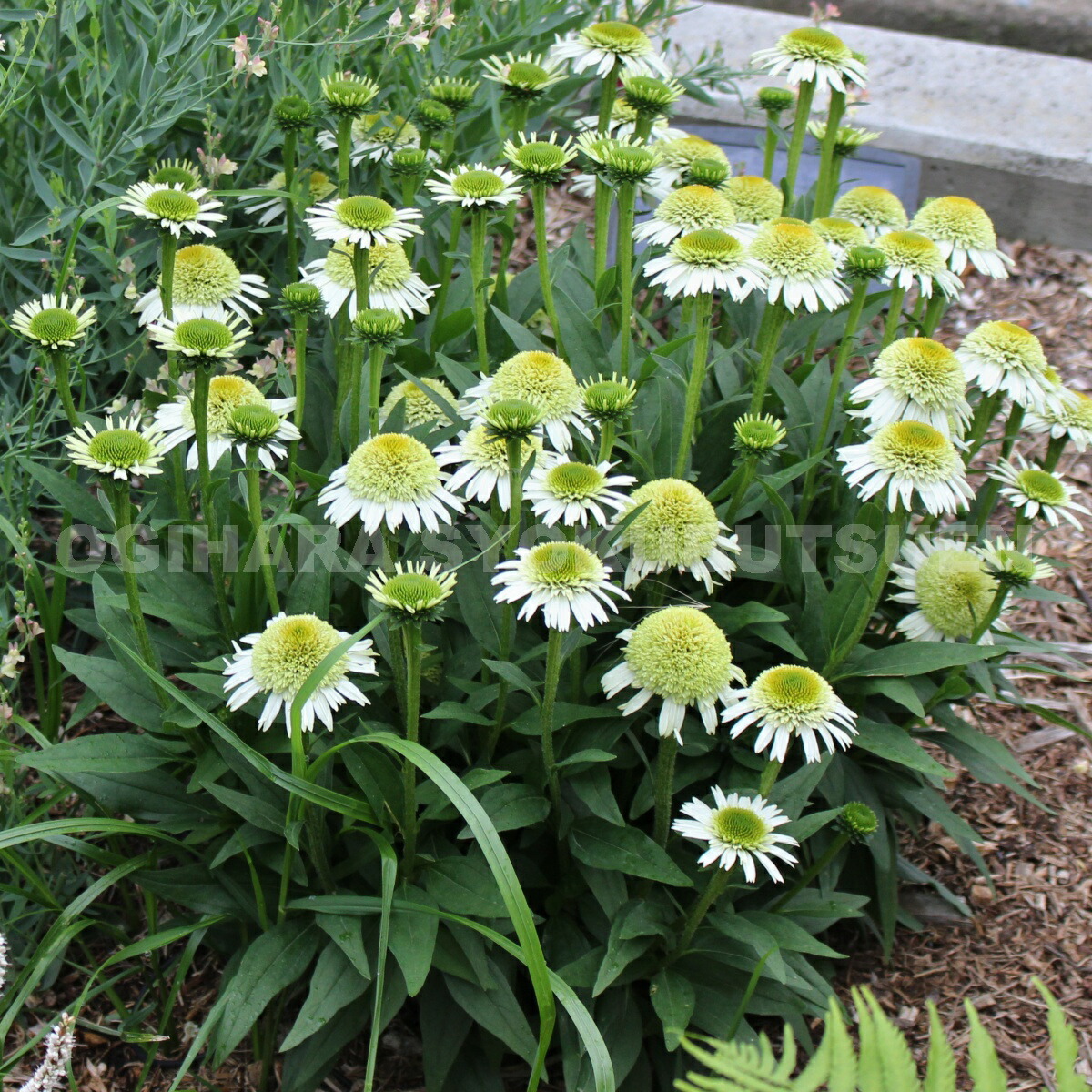 プレミア商品 専用ページです エキナセア デリシャスキャンディー抜き苗 注目の Www Nuble Com Br