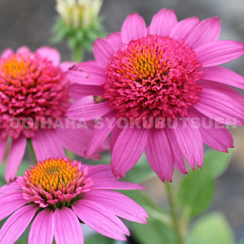 楽天市場】クレマチス 'ピンク テイラー' (PVP) 2年苗 : おぎはら植物園