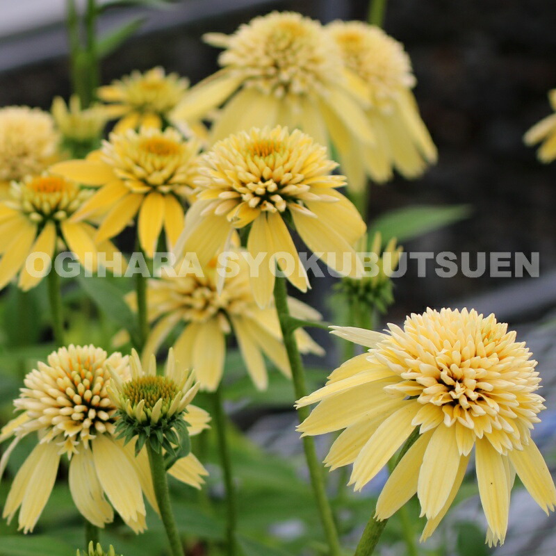 楽天市場】エキナセア 'カンタロープ' : おぎはら植物園