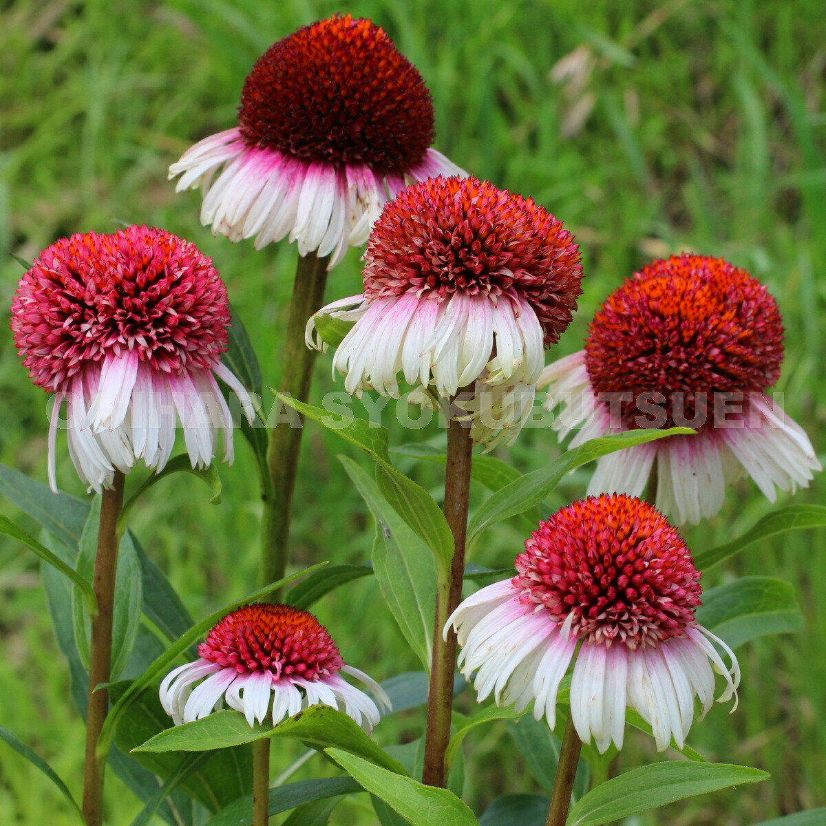 楽天市場 エキナセア ストロベリー キャップ おぎはら植物園