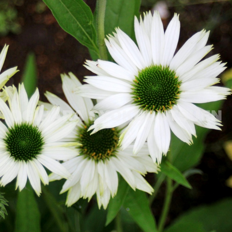 楽天市場】エキナセア 'カンタロープ' : おぎはら植物園